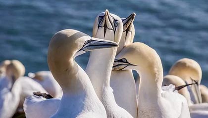 Linux基金会承认Linux Kernel官网内核文件曾被删除