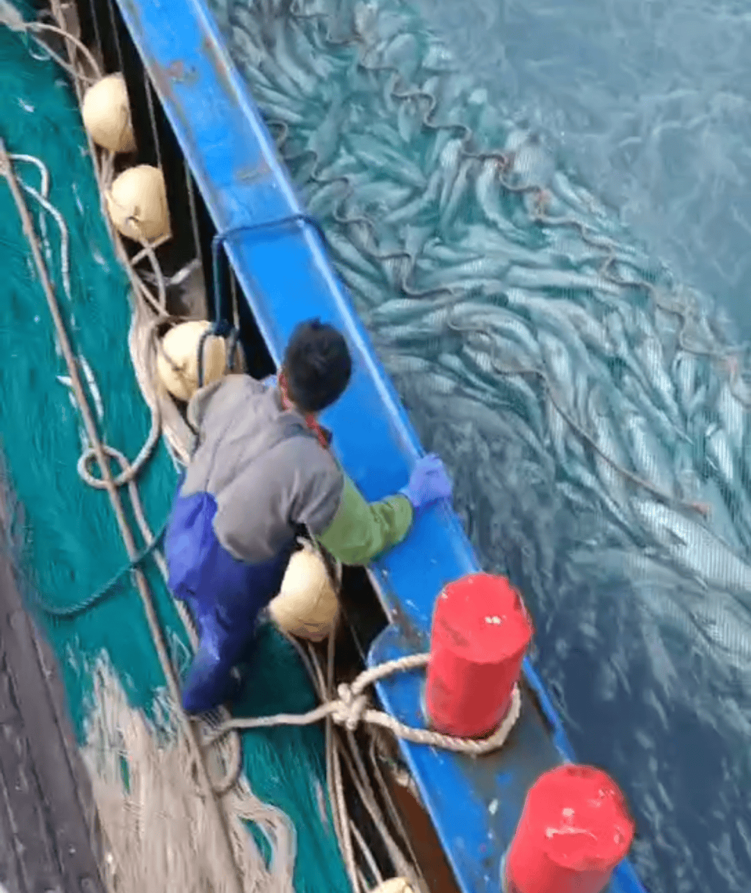 市值超10万！浙江渔民捕获2条“巨无霸”金枪鱼，已运抵台州