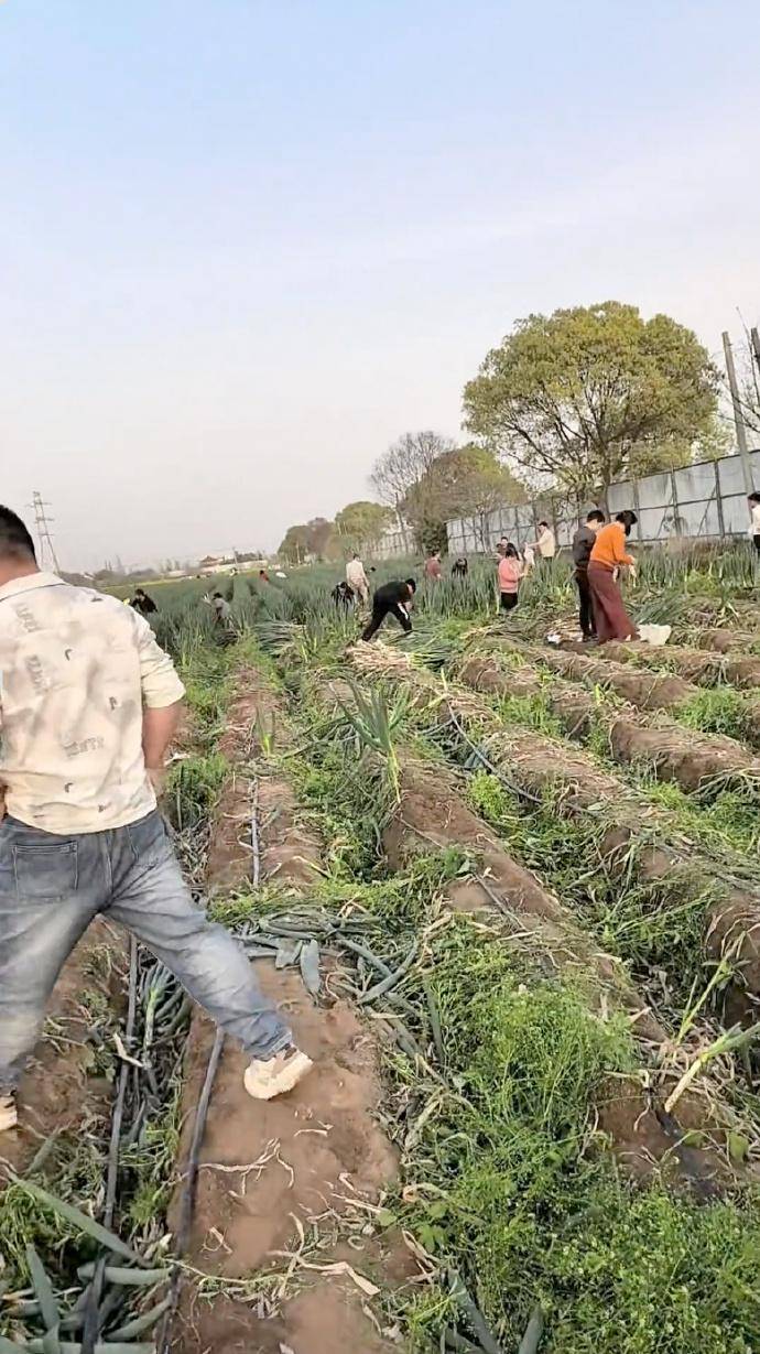 江苏南通一大葱种植地被谣传可免费拔遭众人哄抢，种植户表示损失超20万元，被挖走近40亩，警方介入